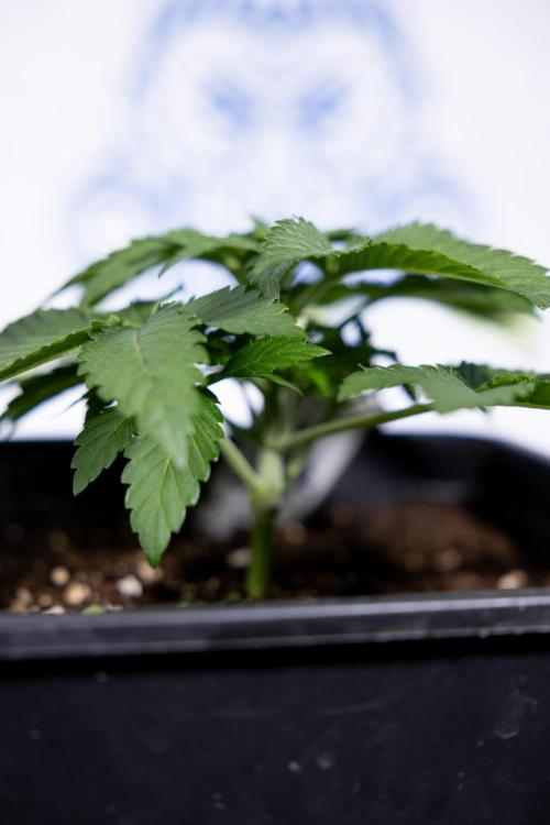 Nectar Drip #4 - Zamnesia x Tical x B&B. Week 3 - Nectar Drip #4 - Veg - Week 3 - No Techniques