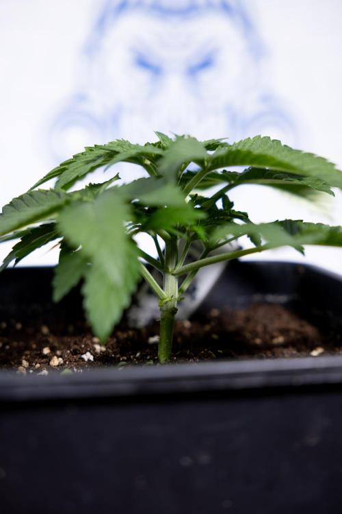 Nectar Drip #4 - Zamnesia x Tical x B&B. Week 3 - Nectar Drip #4 - Veg - Week 3 - No Techniques