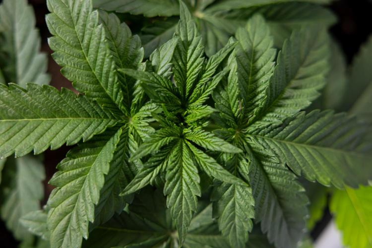 Nectar Drip #4 - Zamnesia x Tical x B&B. Week 3 - Nectar Drip #4 - Veg - Week 3 - No Techniques