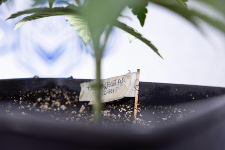 Nectar Drip #3 - Zamnesia x Tical x B&B. Week 3 - Nectar Drip #3 - Veg - Week 3 - Topping / Main Lining / Mainfolding 