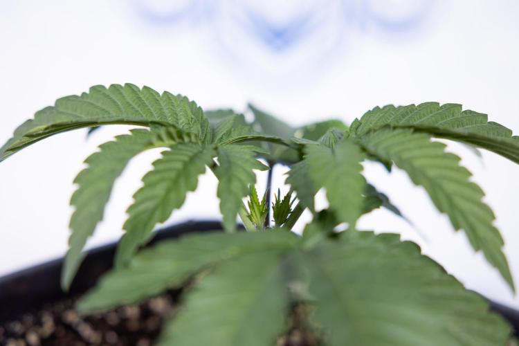 Nectar Drip #3 - Zamnesia x Tical x B&B. Week 3 - Nectar Drip #3 - Veg - Week 3 - Topping / Main Lining / Mainfolding 