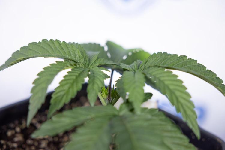 Nectar Drip #3 - Zamnesia x Tical x B&B. Week 3 - Nectar Drip #3 - Veg - Week 3 - Topping / Main Lining / Mainfolding 