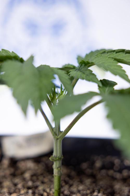 Nectar Drip #3 - Zamnesia x Tical x B&B. Week 3 - Nectar Drip #3 - Veg - Week 3 - Topping / Main Lining / Mainfolding 