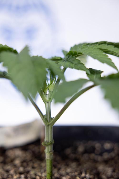 Nectar Drip #3 - Zamnesia x Tical x B&B. Week 3 - Nectar Drip #3 - Veg - Week 3 - Topping / Main Lining / Mainfolding 