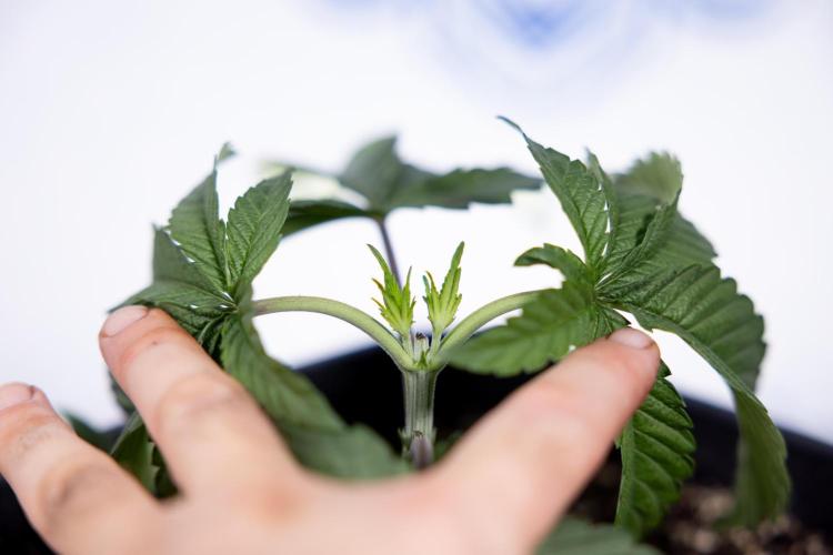 Nectar Drip #3 - Zamnesia x Tical x B&B. Week 3 - Nectar Drip #3 - Veg - Week 3 - Topping / Main Lining / Mainfolding 