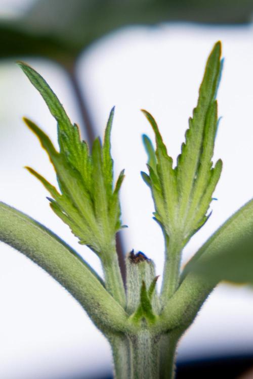 Nectar Drip #3 - Zamnesia x Tical x B&B. Week 3 - Nectar Drip #3 - Veg - Week 3 - Topping / Main Lining / Mainfolding 