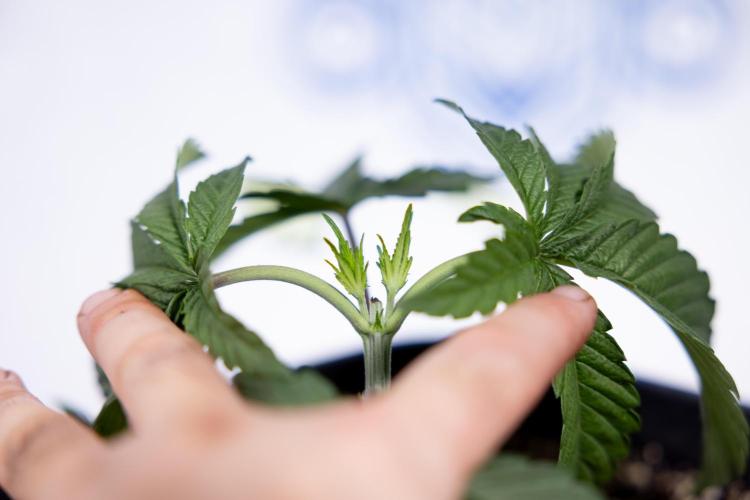 Nectar Drip #3 - Zamnesia x Tical x B&B. Week 3 - Nectar Drip #3 - Veg - Week 3 - Topping / Main Lining / Mainfolding 