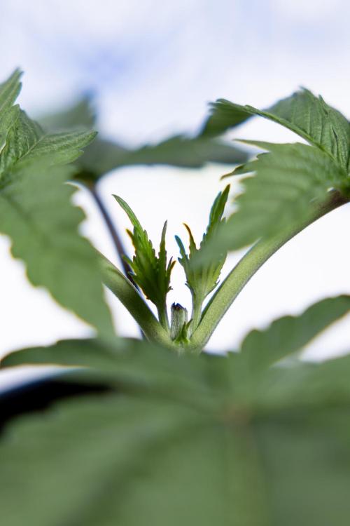 Nectar Drip #3 - Zamnesia x Tical x B&B. Week 3 - Nectar Drip #3 - Veg - Week 3 - Topping / Main Lining / Mainfolding 