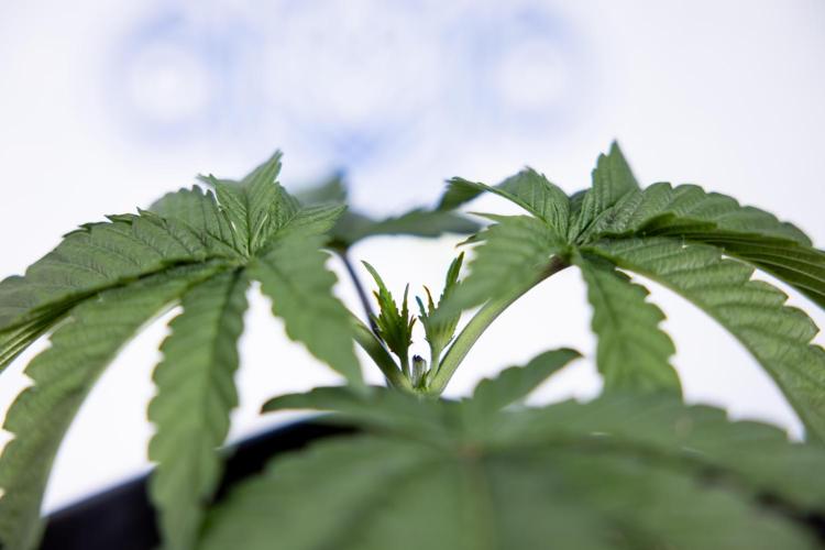 Nectar Drip #3 - Zamnesia x Tical x B&B. Week 3 - Nectar Drip #3 - Veg - Week 3 - Topping / Main Lining / Mainfolding 