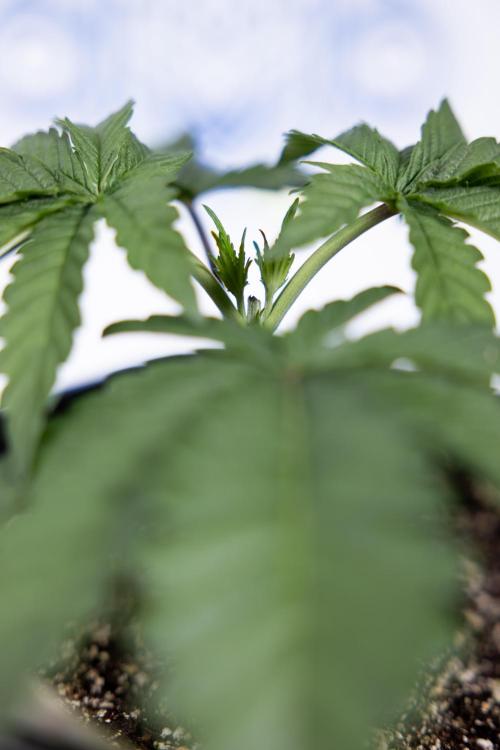 Nectar Drip #3 - Zamnesia x Tical x B&B. Week 3 - Nectar Drip #3 - Veg - Week 3 - Topping / Main Lining / Mainfolding 