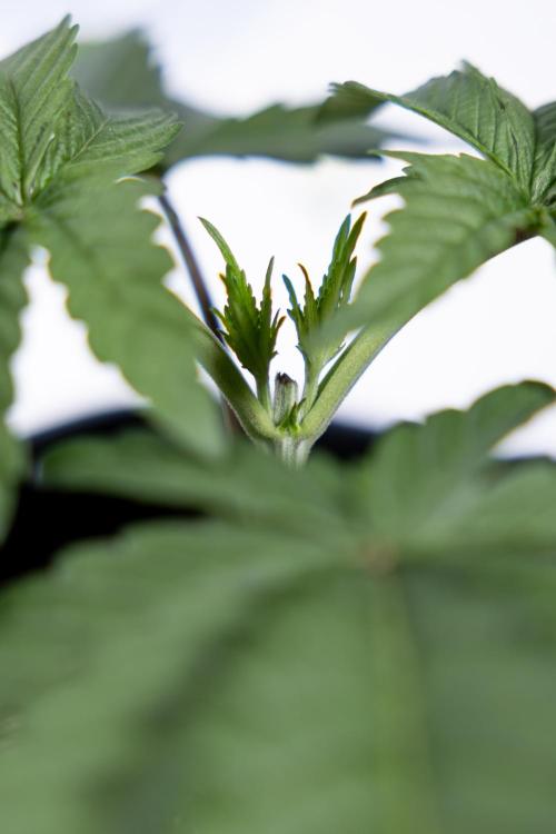 Nectar Drip #3 - Zamnesia x Tical x B&B. Week 3 - Nectar Drip #3 - Veg - Week 3 - Topping / Main Lining / Mainfolding 