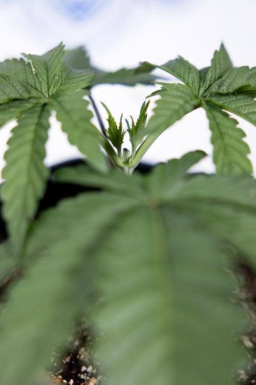 Nectar Drip #3 - Zamnesia x Tical x B&B. Week 3 - Nectar Drip #3 - Veg - Week 3 - Topping / Main Lining / Mainfolding 