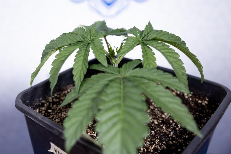 Nectar Drip #3 - Zamnesia x Tical x B&B. Week 3 - Nectar Drip #3 - Veg - Week 3 - Topping / Main Lining / Mainfolding 