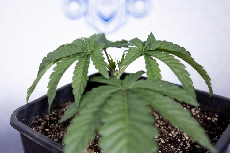 Nectar Drip #3 - Zamnesia x Tical x B&B. Week 3 - Nectar Drip #3 - Veg - Week 3 - Topping / Main Lining / Mainfolding 