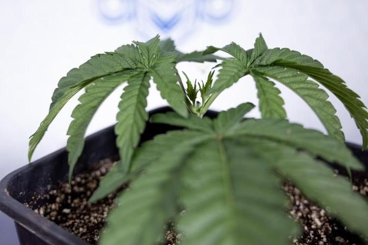 Nectar Drip #3 - Zamnesia x Tical x B&B. Week 3 - Nectar Drip #3 - Veg - Week 3 - Topping / Main Lining / Mainfolding 