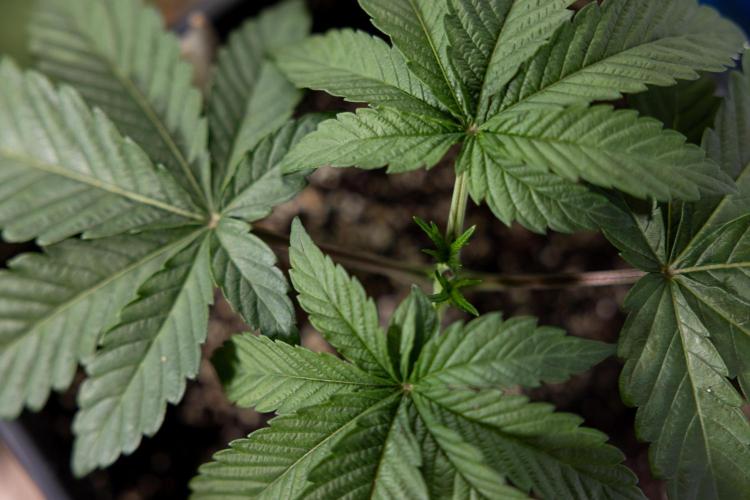 Nectar Drip #3 - Zamnesia x Tical x B&B. Week 3 - Nectar Drip #3 - Veg - Week 3 - Topping / Main Lining / Mainfolding 