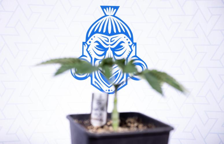 Nectar Drip #2 - Zamnesia x Tical x B&B. Week 5 - Nectar Drip #2 - Veg - Week 5 - Topping