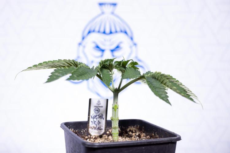 Nectar Drip #2 - Zamnesia x Tical x B&B. Week 5 - Nectar Drip #2 - Veg - Week 5 - Topping