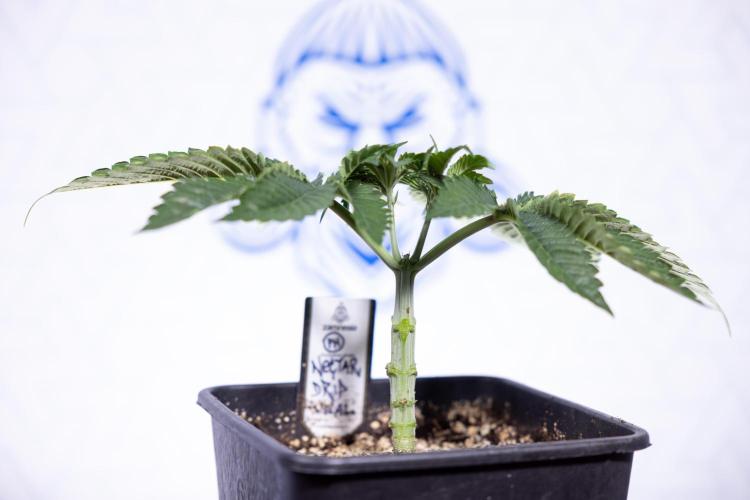 Nectar Drip #2 - Zamnesia x Tical x B&B. Week 5 - Nectar Drip #2 - Veg - Week 5 - Topping