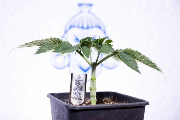 Nectar Drip #2 - Zamnesia x Tical x B&B. Week 5 - Nectar Drip #2 - Veg - Week 5 - Topping
