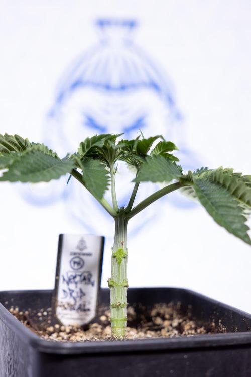 Nectar Drip #2 - Zamnesia x Tical x B&B. Week 5 - Nectar Drip #2 - Veg - Week 5 - Topping