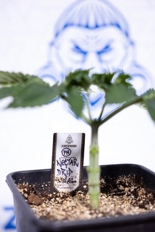 Nectar Drip #2 - Zamnesia x Tical x B&B. Week 5 - Nectar Drip #2 - Veg - Week 5 - Topping