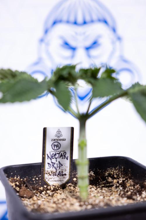 Nectar Drip #2 - Zamnesia x Tical x B&B. Week 5 - Nectar Drip #2 - Veg - Week 5 - Topping