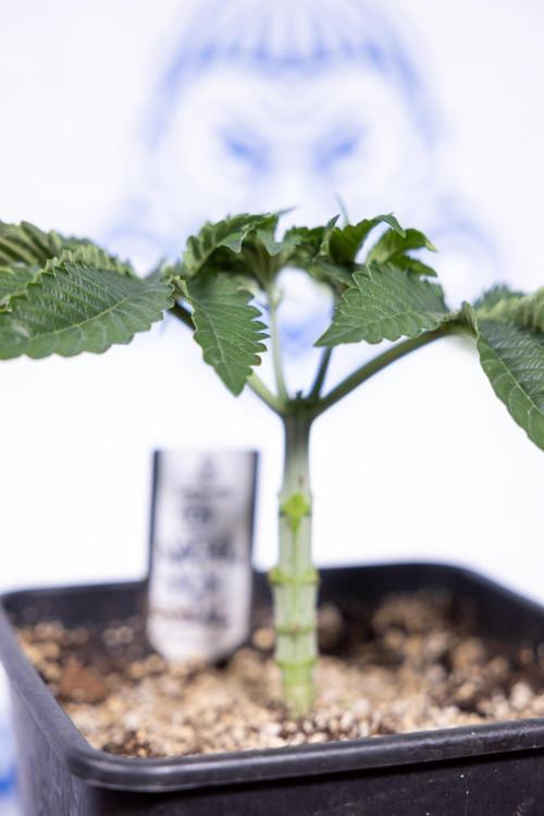 Nectar Drip #2 - Zamnesia x Tical x B&B. Week 5 - Nectar Drip #2 - Veg - Week 5 - Topping