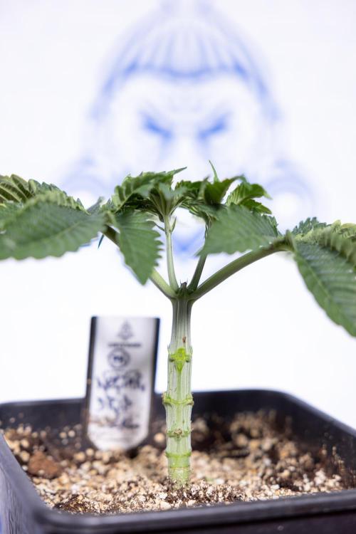 Nectar Drip #2 - Zamnesia x Tical x B&B. Week 5 - Nectar Drip #2 - Veg - Week 5 - Topping