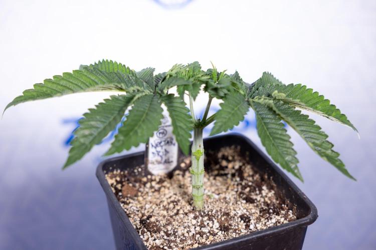 Nectar Drip #2 - Zamnesia x Tical x B&B. Week 5 - Nectar Drip #2 - Veg - Week 5 - Topping