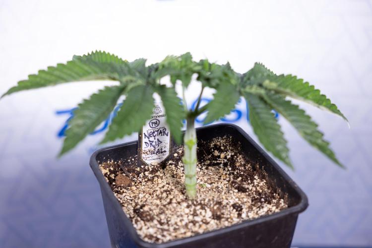 Nectar Drip #2 - Zamnesia x Tical x B&B. Week 5 - Nectar Drip #2 - Veg - Week 5 - Topping