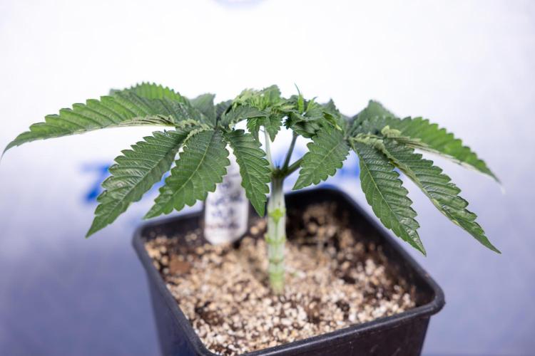 Nectar Drip #2 - Zamnesia x Tical x B&B. Week 5 - Nectar Drip #2 - Veg - Week 5 - Topping