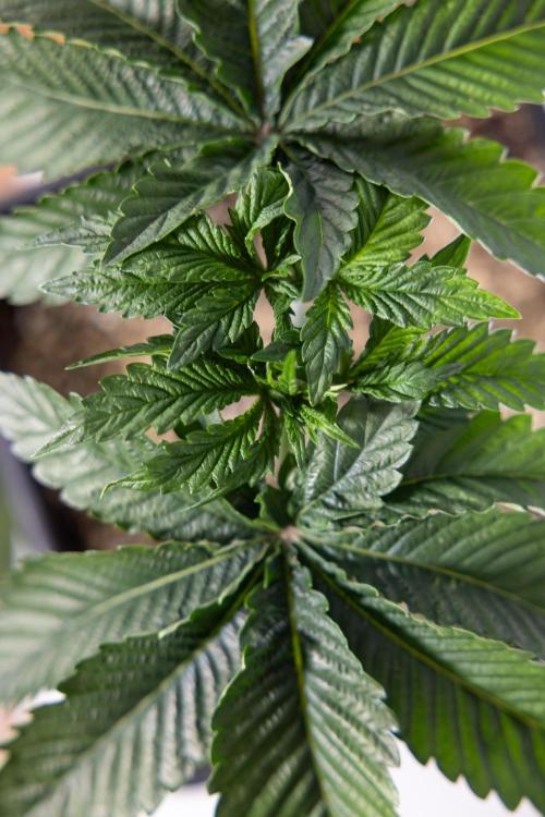 Nectar Drip #2 - Zamnesia x Tical x B&B. Week 5 - Nectar Drip #2 - Veg - Week 5 - Topping