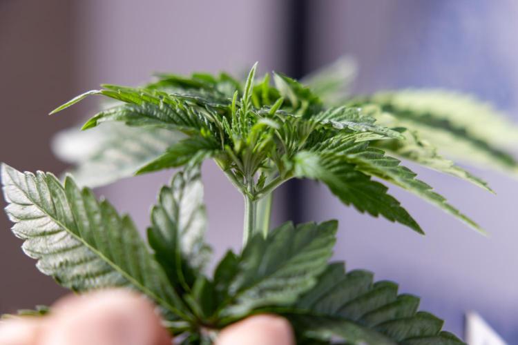 Nectar Drip #2 - Zamnesia x Tical x B&B. Week 5 - Nectar Drip #2 - Veg - Week 5 - Topping