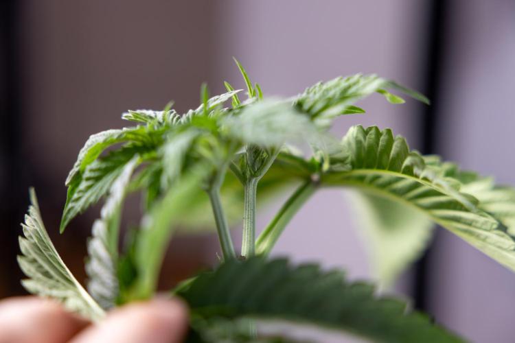 Nectar Drip #2 - Zamnesia x Tical x B&B. Week 5 - Nectar Drip #2 - Veg - Week 5 - Topping