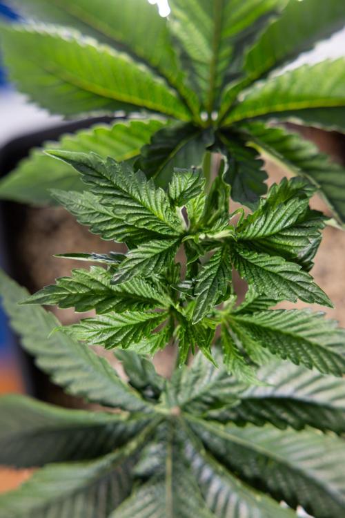 Nectar Drip #2 - Zamnesia x Tical x B&B. Week 5 - Nectar Drip #2 - Veg - Week 5 - Topping