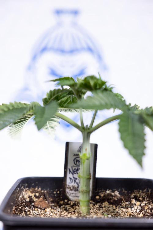 Nectar Drip #2 - Zamnesia x Tical x B&B. Week 5 - Nectar Drip #2 - Veg - Week 5 - Topping