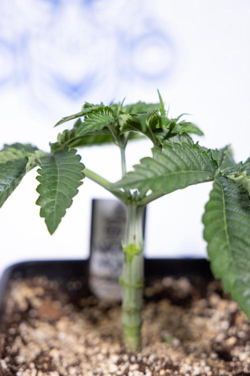 Nectar Drip #2 - Zamnesia x Tical x B&B. Week 5 - Nectar Drip #2 - Veg - Week 5 - Topping