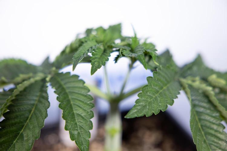 Nectar Drip #2 - Zamnesia x Tical x B&B. Week 5 - Nectar Drip #2 - Veg - Week 5 - Topping