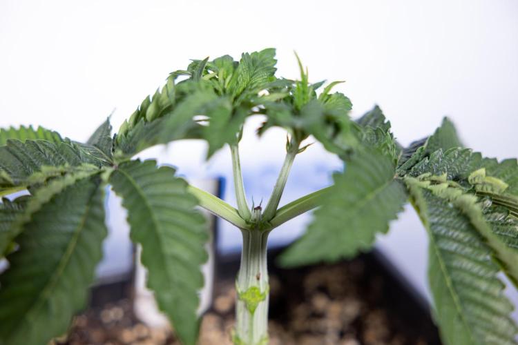 Nectar Drip #2 - Zamnesia x Tical x B&B. Week 5 - Nectar Drip #2 - Veg - Week 5 - Topping