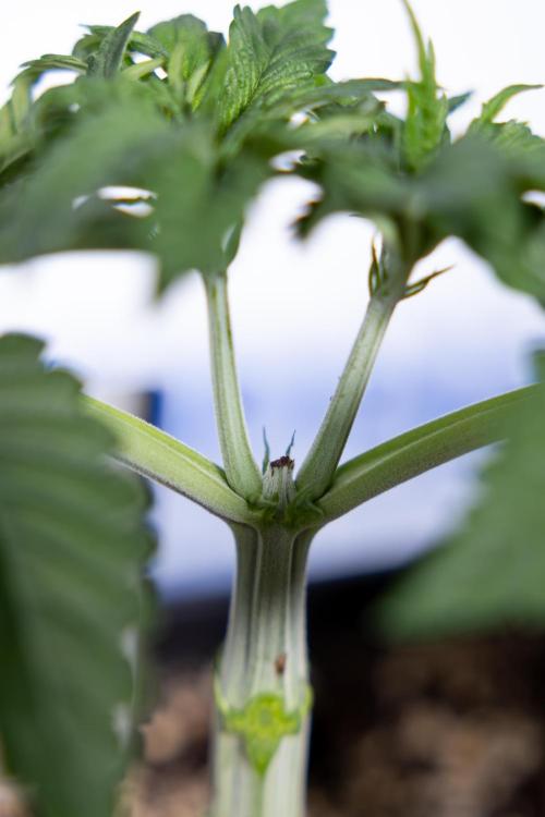 Nectar Drip #2 - Zamnesia x Tical x B&B. Week 5 - Nectar Drip #2 - Veg - Week 5 - Topping