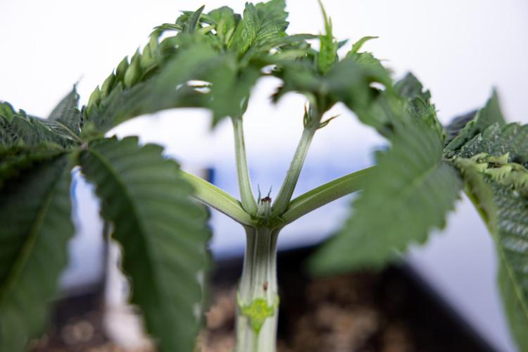 Nectar Drip #2 - Zamnesia x Tical x B&B. Week 5 - Nectar Drip #2 - Veg - Week 5 - Topping