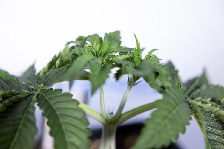 Nectar Drip #2 - Zamnesia x Tical x B&B. Week 5 - Nectar Drip #2 - Veg - Week 5 - Topping