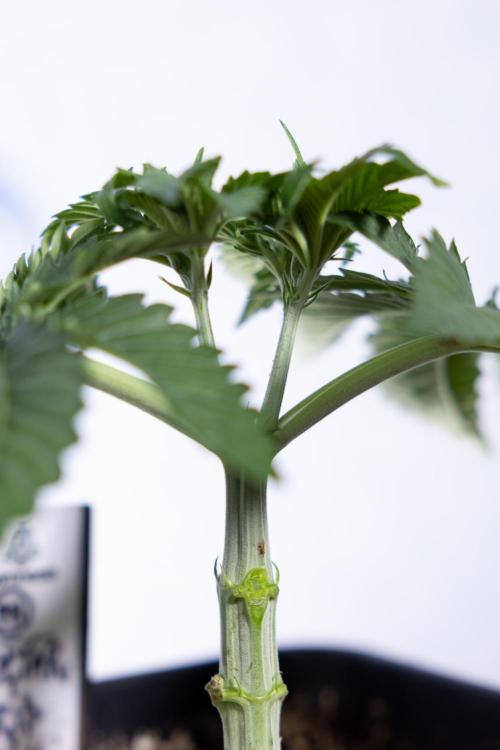 Nectar Drip #2 - Zamnesia x Tical x B&B. Week 5 - Nectar Drip #2 - Veg - Week 5 - Topping