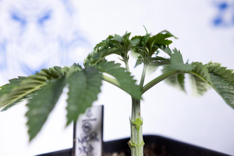 Nectar Drip #2 - Zamnesia x Tical x B&B. Week 5 - Nectar Drip #2 - Veg - Week 5 - Topping