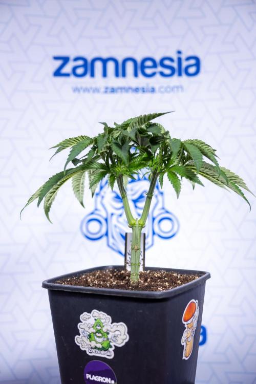 Nectar Drip #1 - Zamnesia X Tical x B&B. Week 4 - Nectar Drip #1 - Veg - Week 5 - Main Lining 