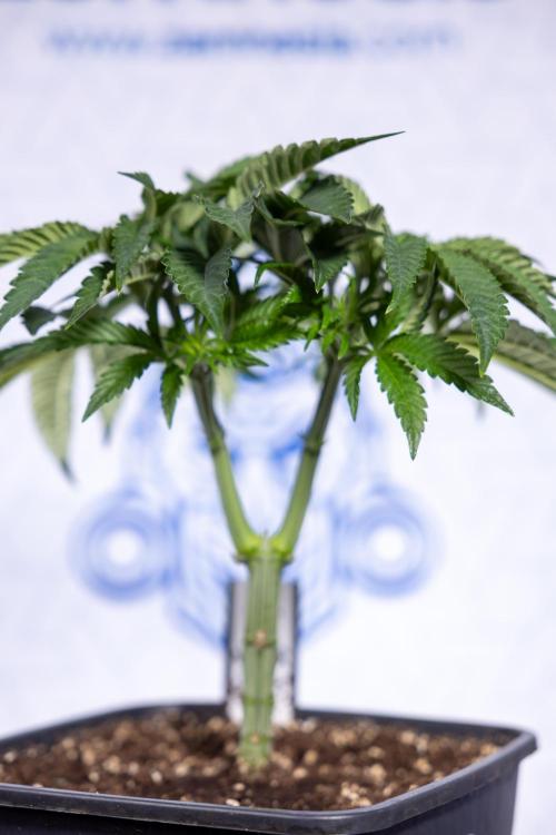 Nectar Drip #1 - Zamnesia X Tical x B&B. Week 4 - Nectar Drip #1 - Veg - Week 5 - Main Lining 