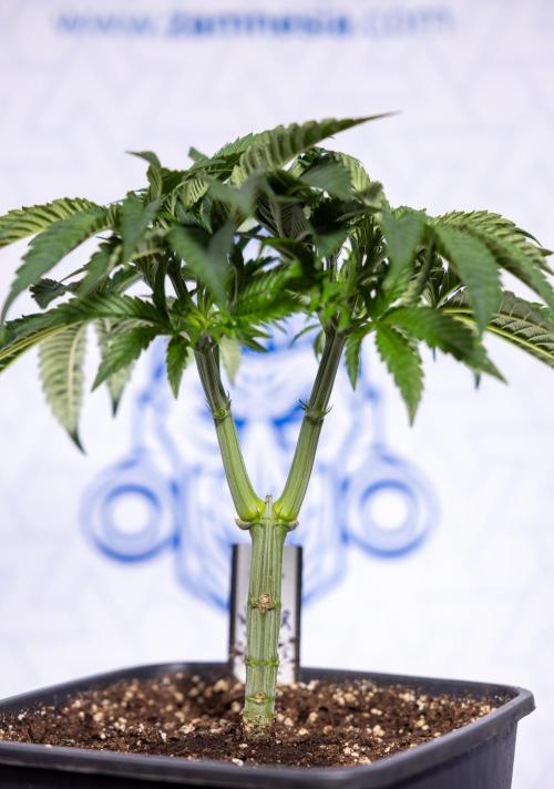 Nectar Drip #1 - Zamnesia X Tical x B&B. Week 4 - Nectar Drip #1 - Veg - Week 5 - Main Lining 