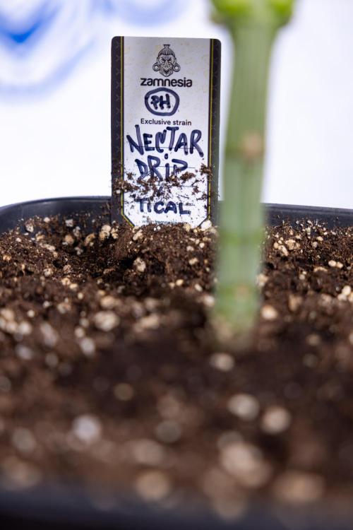 Nectar Drip #1 - Zamnesia X Tical x B&B. Week 4 - Nectar Drip #1 - Veg - Week 5 - Main Lining 