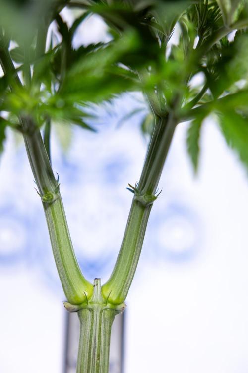 Nectar Drip #1 - Zamnesia X Tical x B&B. Week 4 - Nectar Drip #1 - Veg - Week 5 - Main Lining 